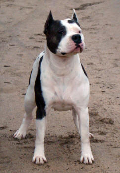 Kait Klassik Happy Heart