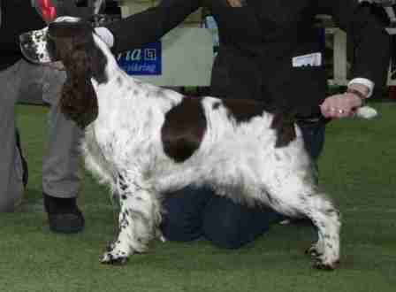 WW09,10 EUW08 INTCH Sieger's Extra Point