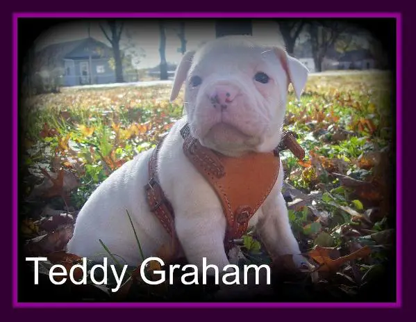 Smith's Teddy Graham