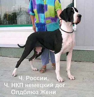 RUSSIAN CHAMPION Oldbluz Jeni