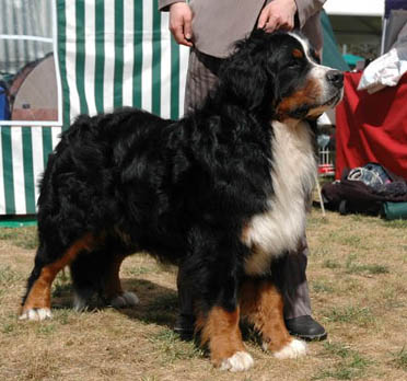 Nalle Fender van 't Rijkenspark
