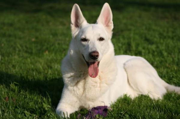 Cheyenne Xenia von Amira Asagera