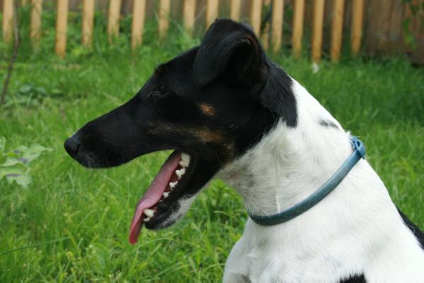 3JUN CAC,CH RUS Chizhik-Pyzhik Nezhnaya Melodia