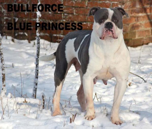 Bullforce Blue Princess