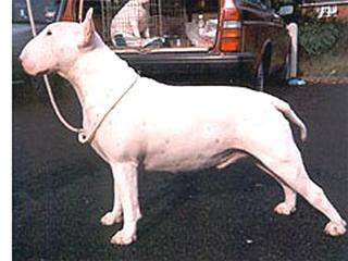 Dollygroves Inquisitor