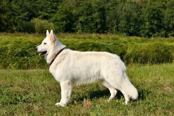 Ch. Diego od bijelih anđela