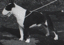 CH Roldaines Eye At Aricon