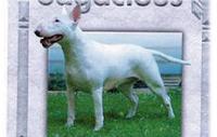 CH Dajan Clasy Lady at Sagacious