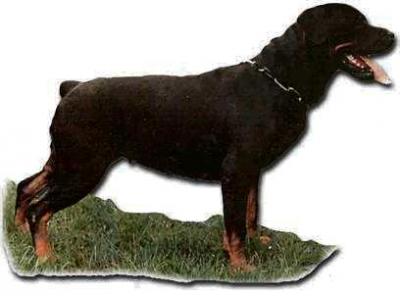 Bessy vom Pfalzer Land