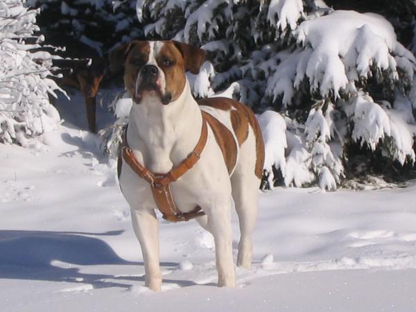 Viktoria Snow Kingdom