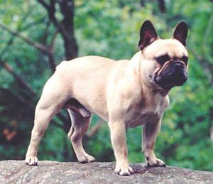 4XCACIB,CH CA,HU,9XCAC Belboulecan Histoire De Ma Vie