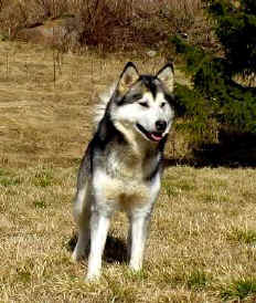 Mackinaw Joybringer