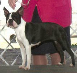 AMCH CACH Apogee's Destiny