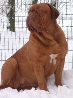 deva van de paterhoek