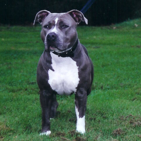 Gravin Blue Juweel van de Hanehoeve