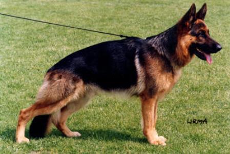 Jasso von der Malchower Aue