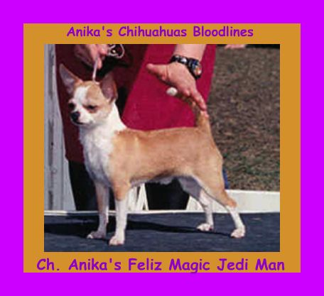 CH. Anika's Feliz Magic Jedi Man