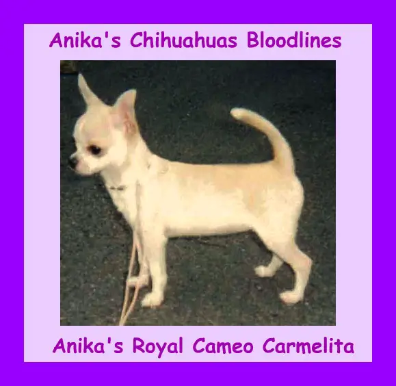 Anika's Royal Cameo Carmelita