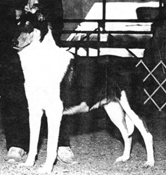 CH Wolf Manor Honest Pleasure