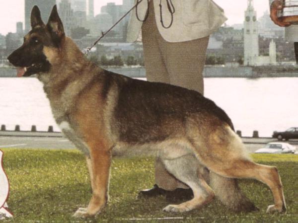 CAN GV 3 SEL CH (US) Charisma's Stonewall Jackson