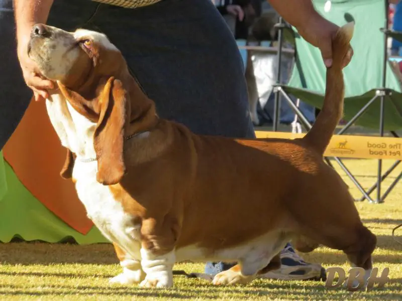 CH Billbass Etienne of MiDestino