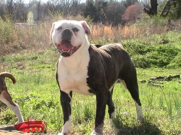 Dirt Roads Dolly of Amok