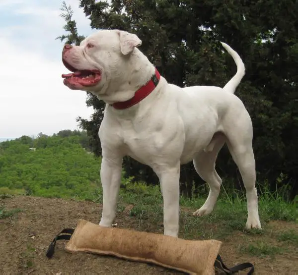 Tigerbull Lord Rothschild