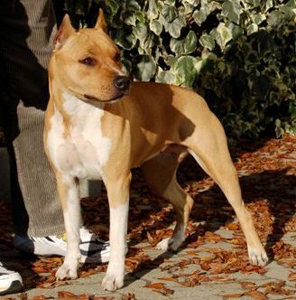 De Paco XZ Southern Belle Bolt