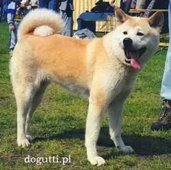 CHPL,JEUROPA WINNER TAMURA KUMAMOTO Tajgeta