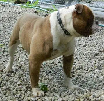 THOR of Ridenbaugh's