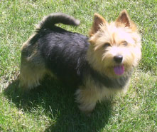 Doro von den Zwei Eichen