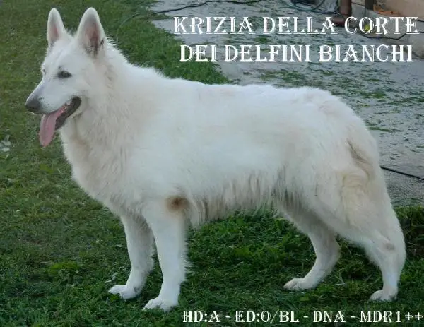 KRIZIA della Corte dei Delfini Bianchi