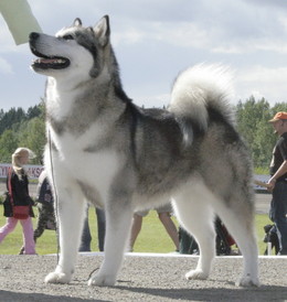 Asha Star of Yukon