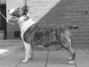 Holysmoke of Goldisis