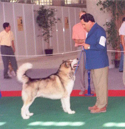 Artic-Luv Buffalo Bill