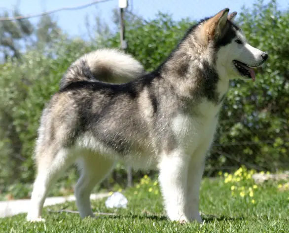 I'm Not An Angel de Zulem