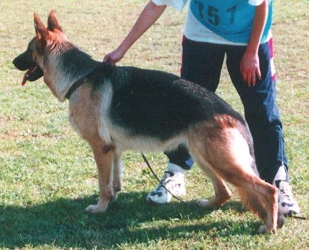 V (PL) Wildmarkens Lamborgini