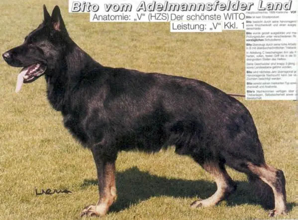 V BSZS Bito vom Adelmannsfelder Land