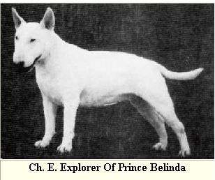 CH Explorer of Prince Belinda