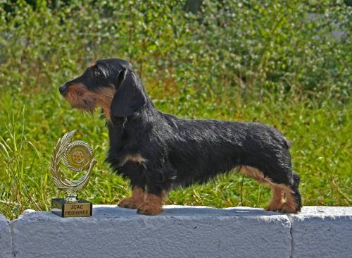 CH LIT, RUS, FIN Lisego Nosa Lakshmi