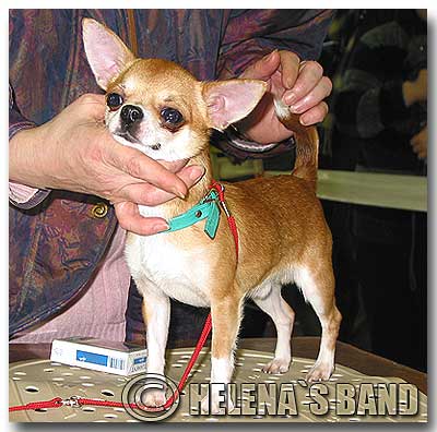 CH Rozovy Agat Lorenco Medichi