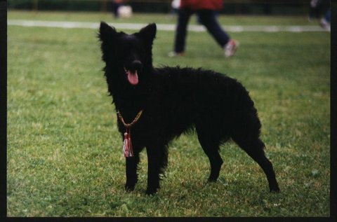 HJCH HCH BKHCH EUJCH Csodabogár Hékás