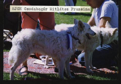 HJCH Csodabogár Mitlátsz Fruzsi