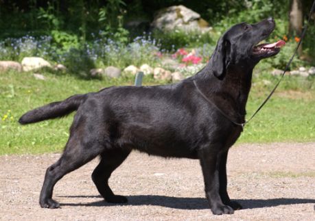 FIN CH. Bubbling Sheba