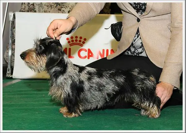 Taste of Glory Evridika