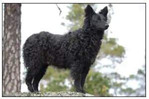 Nyírségfia Bukfenc Csipisz