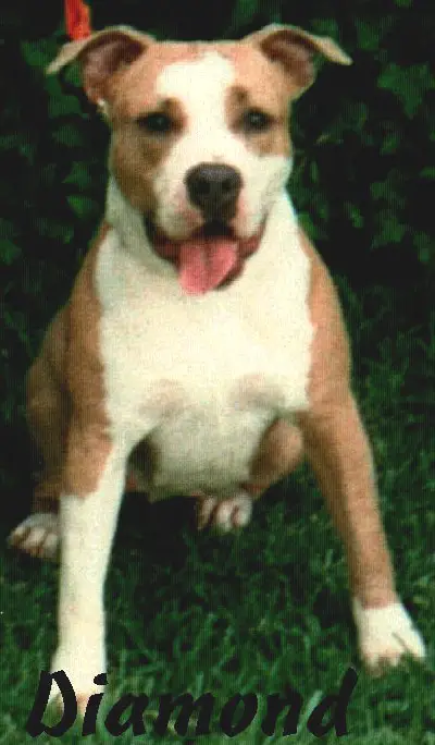 Divine's Little Diamond