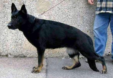 V Olimpia Cave Canem