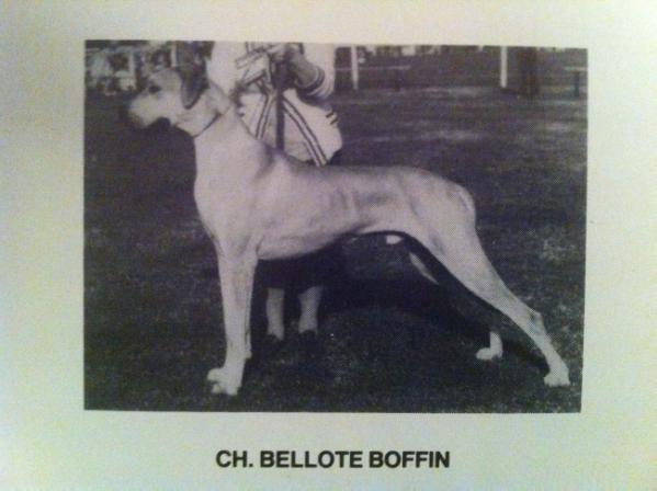 CH Bellotte Boffin