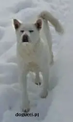 Kawakita Fuji Matricaria